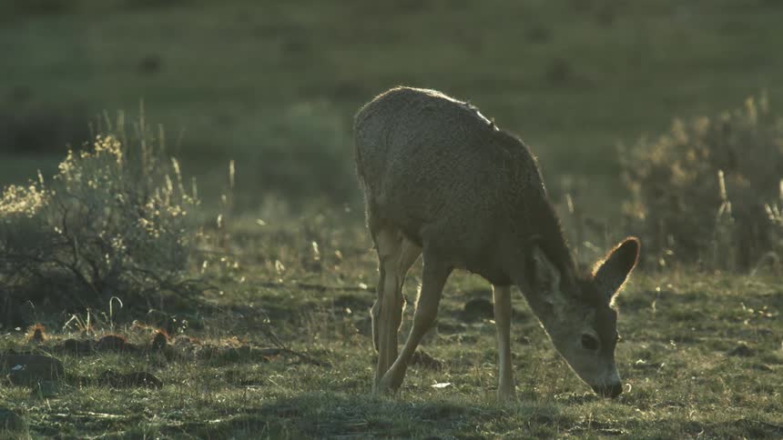 A deer grazing in a field with sunlight casting long shadows on the grass