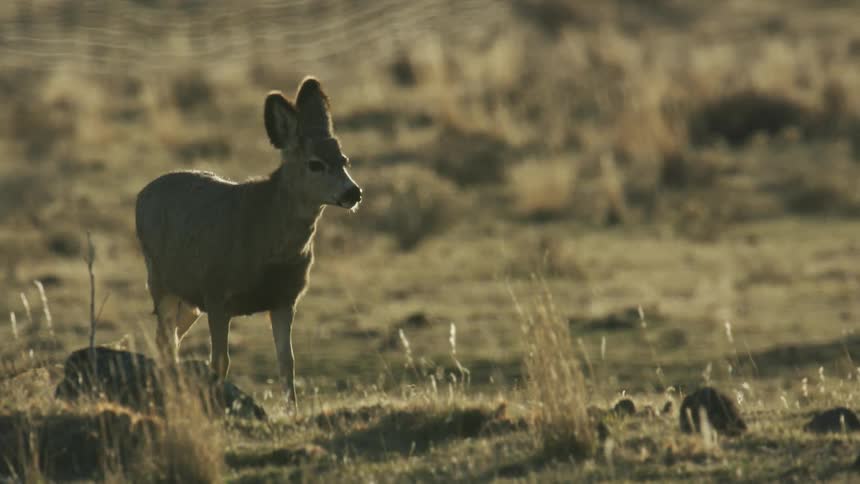 A deer walking in a field at sunset