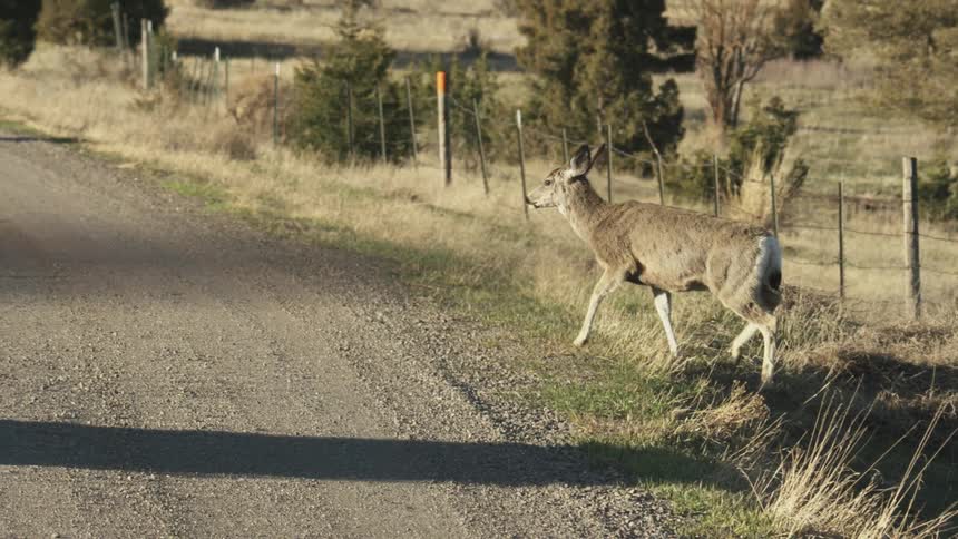 A deer jumps over a fence and walks to a road