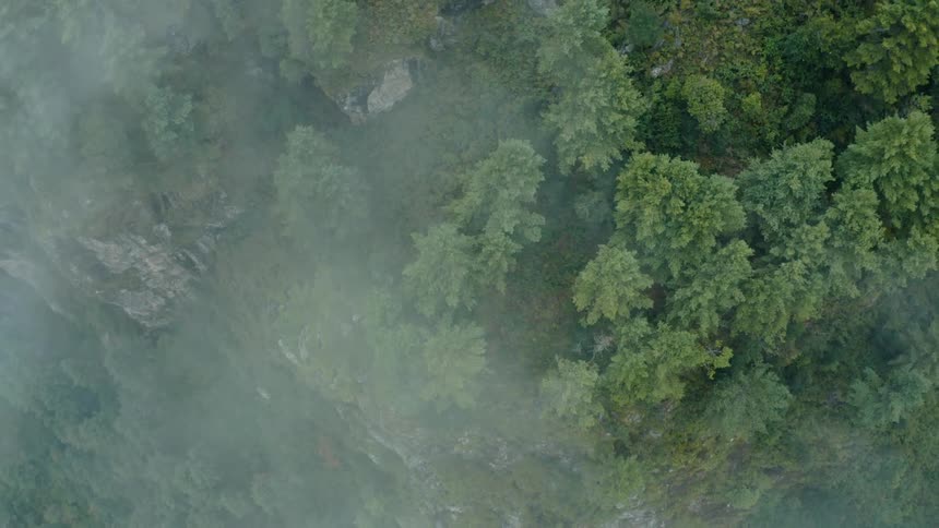 Aerial panorama of conifers on a mountain and in the background a river