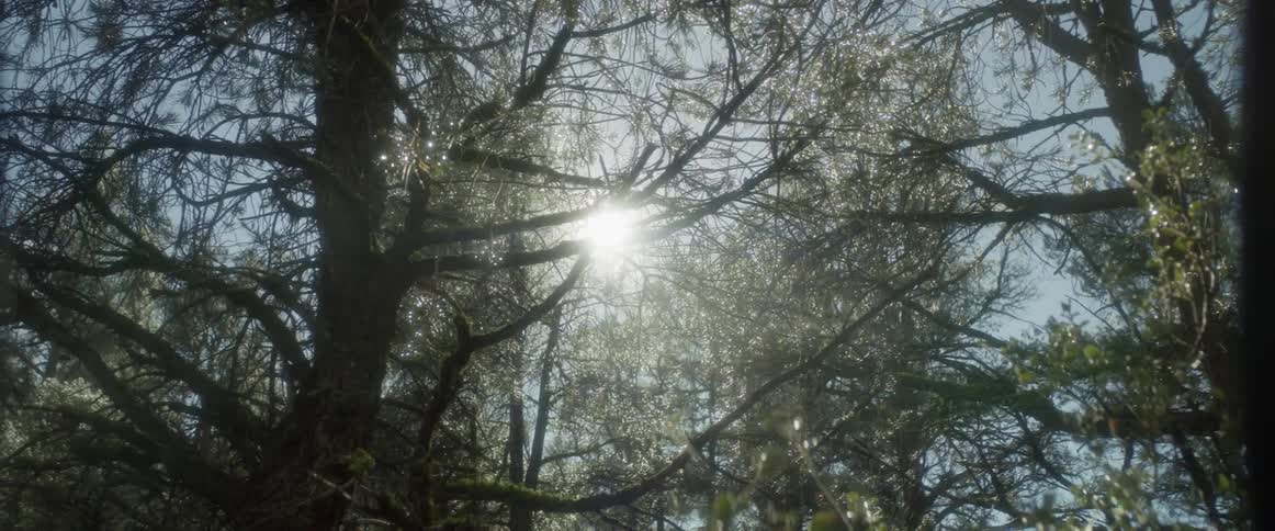 The sun shines through the tree branches