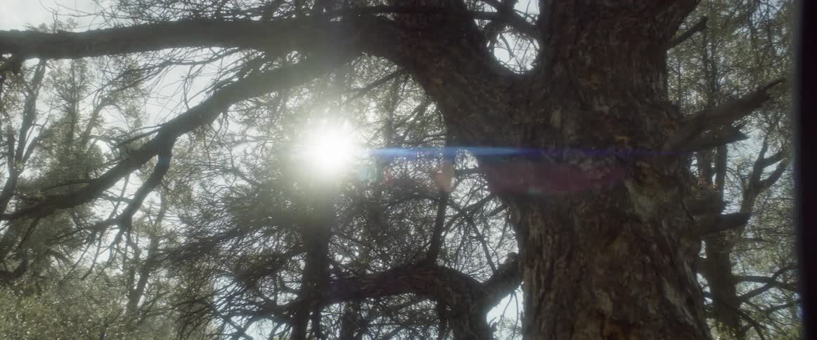 A clip of a forest during day time