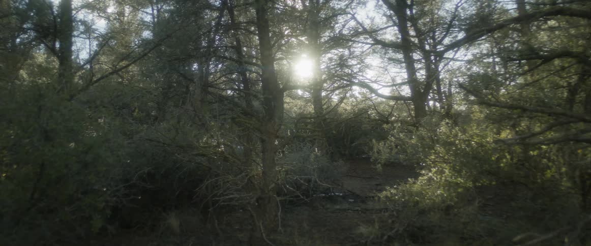 A forest scene with sunlight streaming through the trees creating a lens flare effect