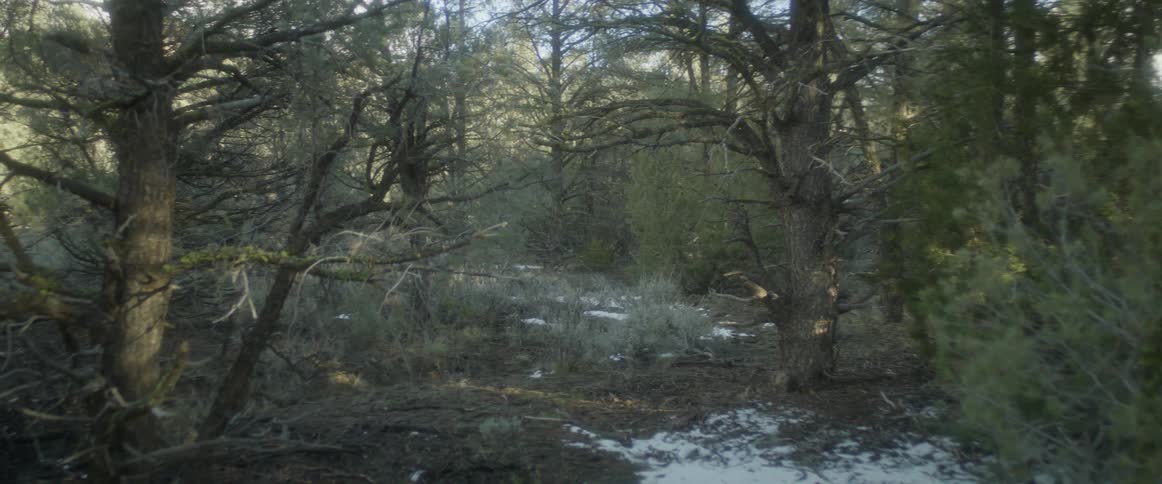 Snowy forest during the day