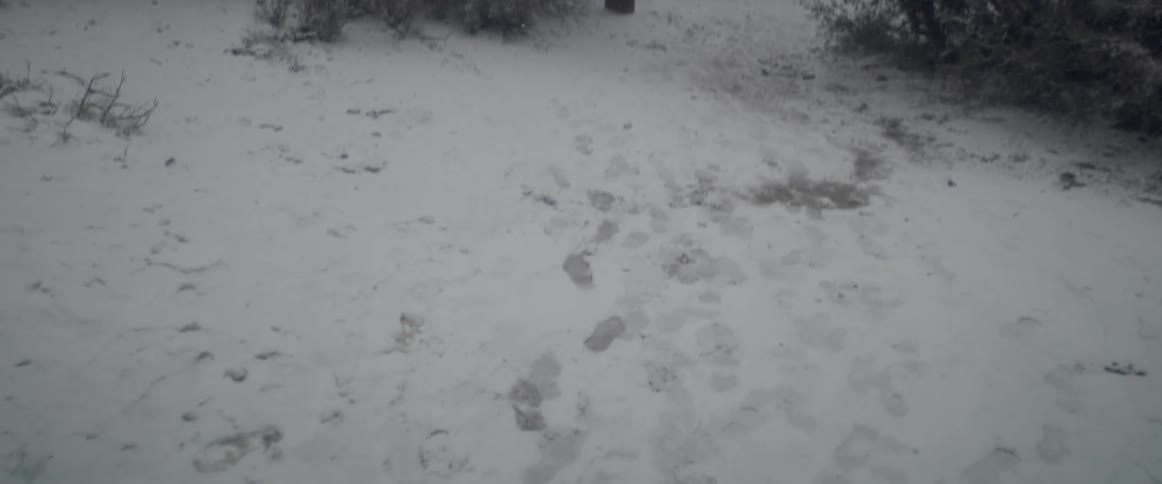 Fresh footprints on the snow in the forest