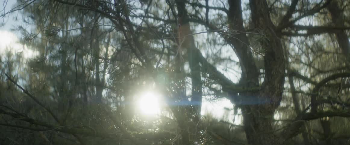 Sunlight shining through tree branches in a forest