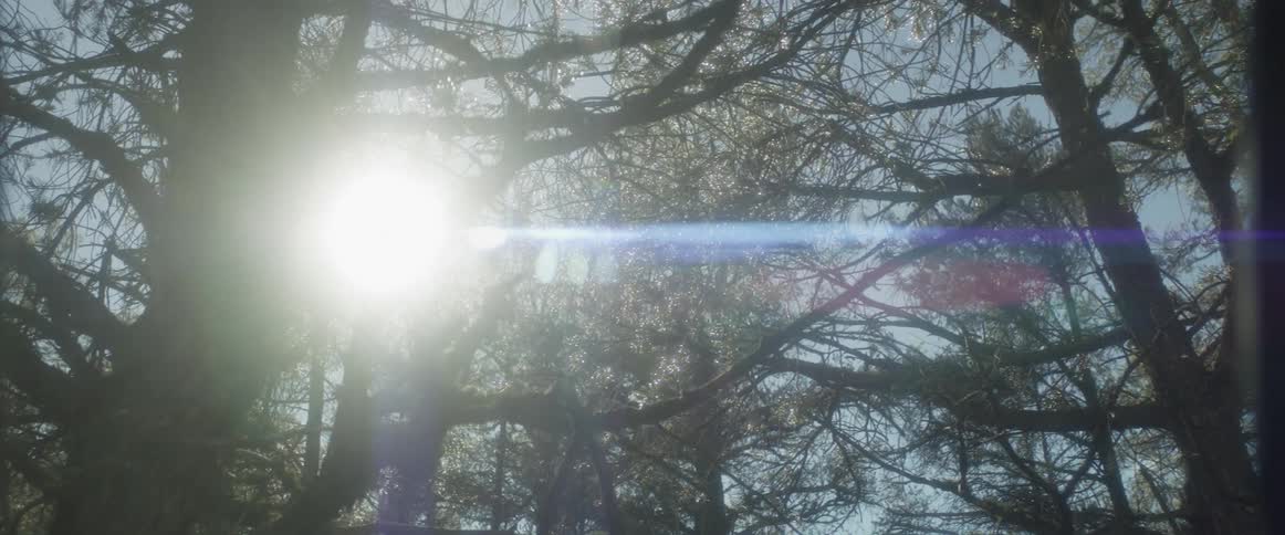 Bright sun shining through dense tree branches creating lens flare effects