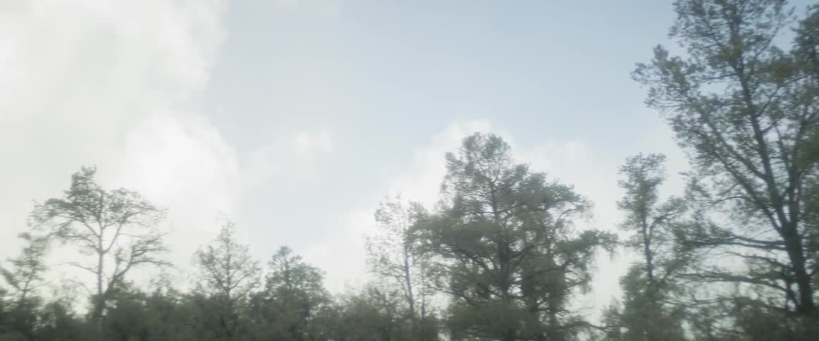 View of a forest with tall trees against a bright sky with clouds