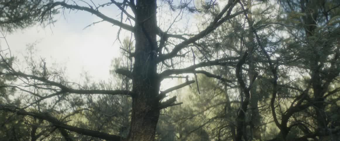 Closeup view of a tree with intricate branches bathed in soft light