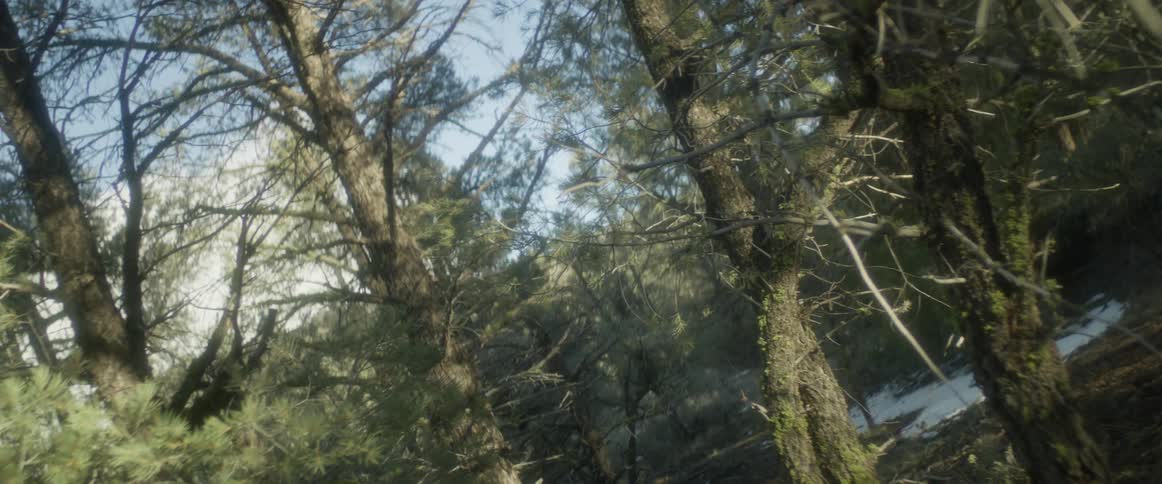 Forest with big trees and mosses