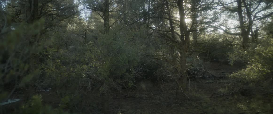 Green forest with reflection of sunlight