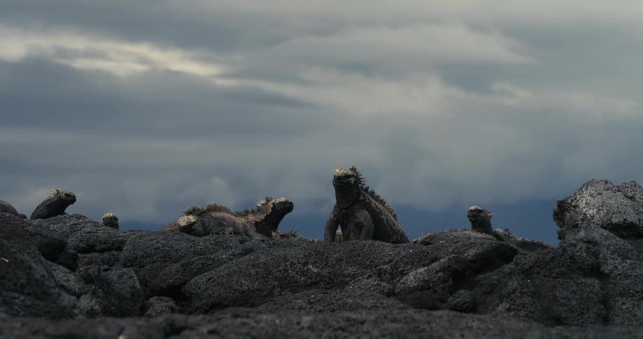 Static lizards on black rocks against a cloudy sky