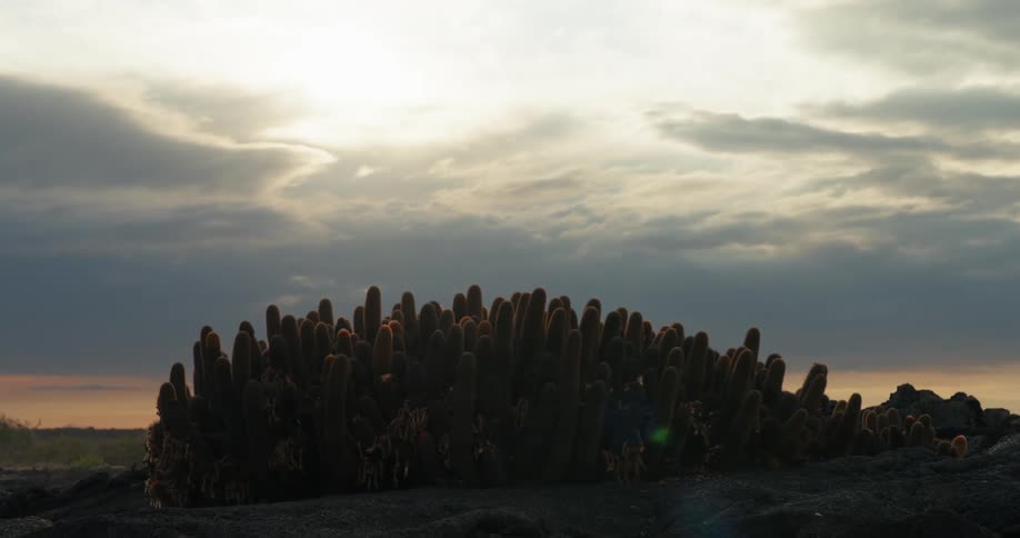 Group of cacti against cloudy twilight sky