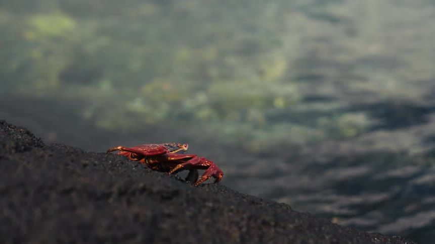 Crab climbing a rock by the sea