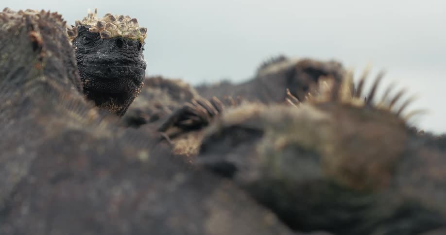 A number of lizards clustered together