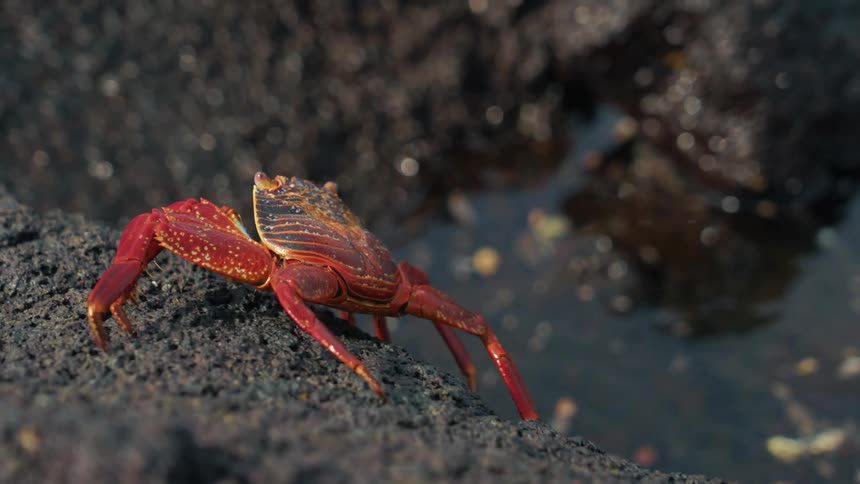 Crab walking on a rock at the waters edge