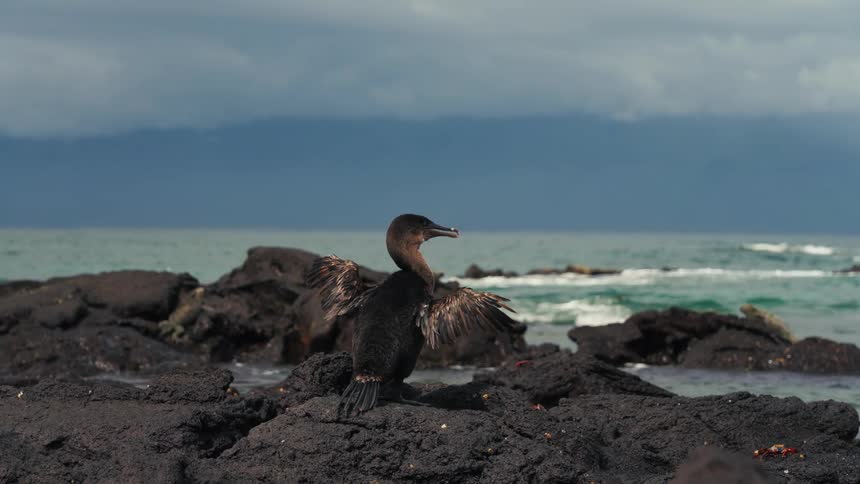 Bird on the rock by the sea