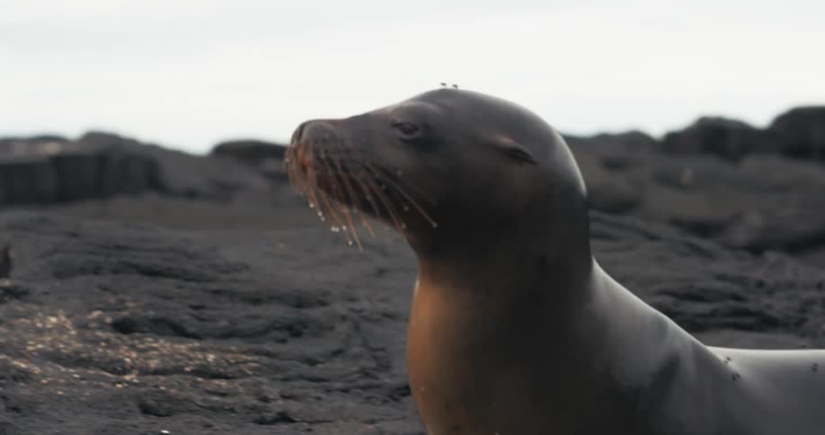 Sea lion walking along the rocks by the sea