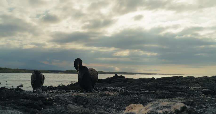 Birds on seaside rock against a cloudy morning sky