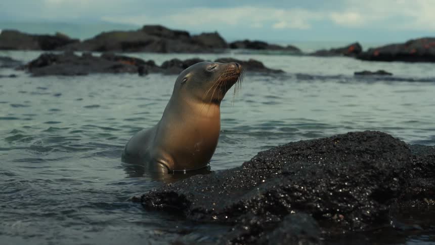 A seal coming out of the water and onto a rock