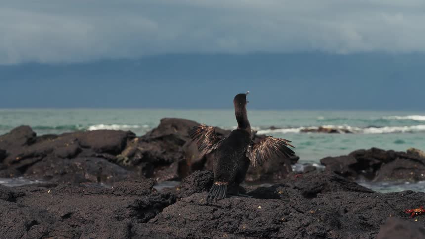 Bird with open wings while standing on a rock by the sea