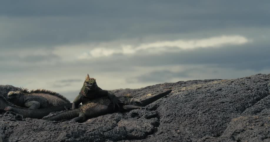 Iguanas walking on top of each other on a rock