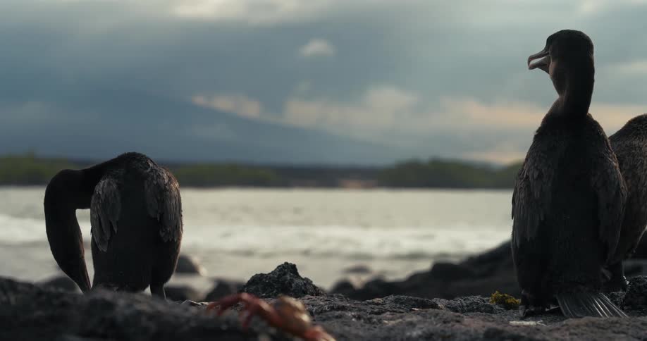 Red crab moves across shore near three birds on a cloudy day