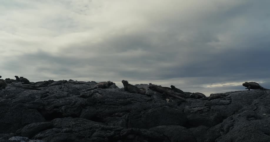 Iguanas on top of rocks against a cloudy morning sky