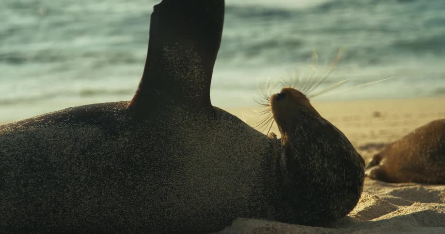 A seal rolling on beach sand lying in the sun