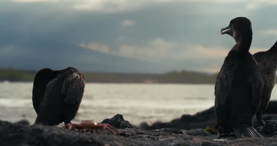 Crab next to birds on a seaside rock