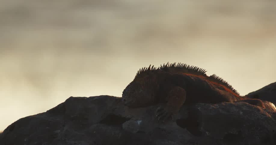 An iguana on a rock while sea waves crash near it