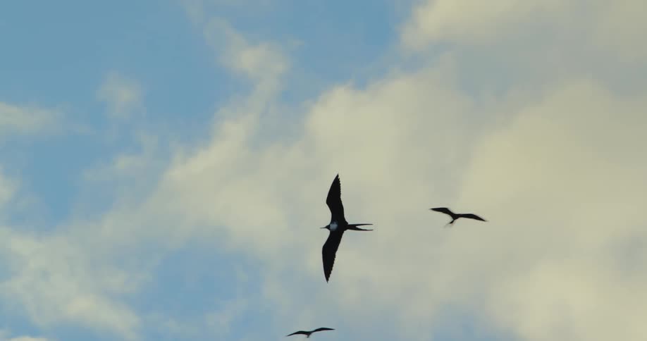 Large birds fly around the sky