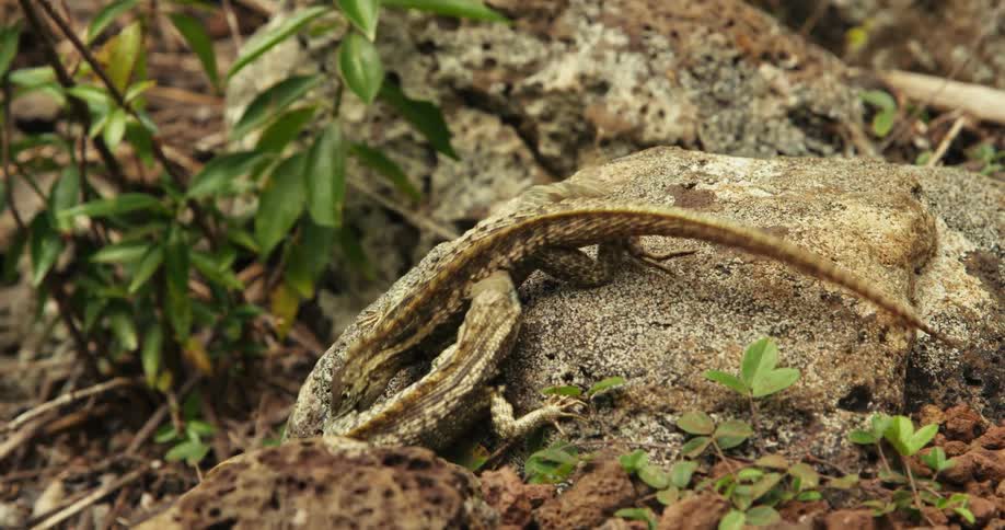 Two small lizards biting each other on top of a rock
