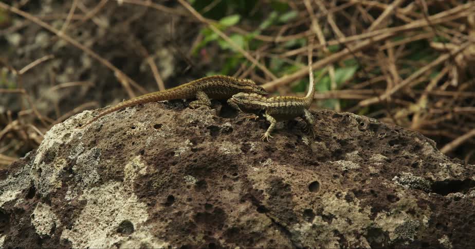 Two small lizards fighting on top of a rock in nature