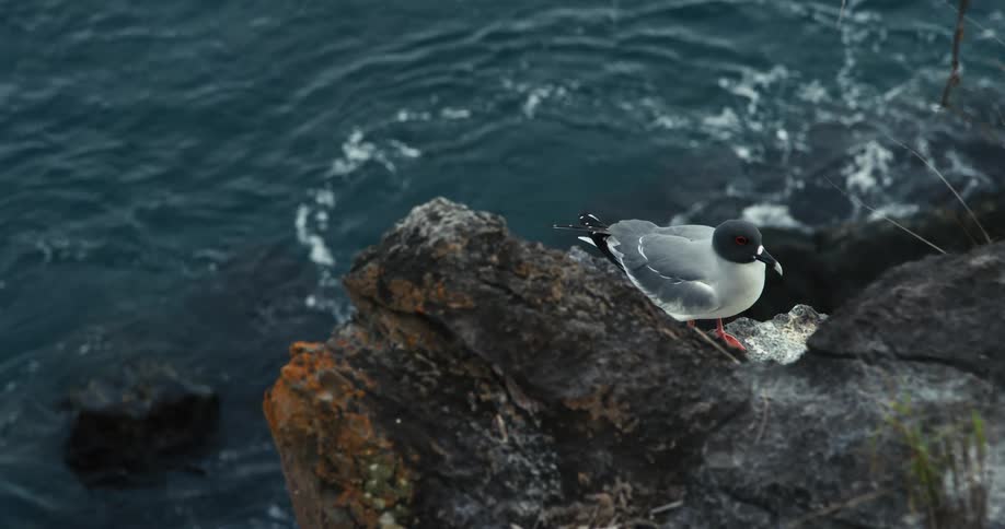 A bird perched on a rock above the sea