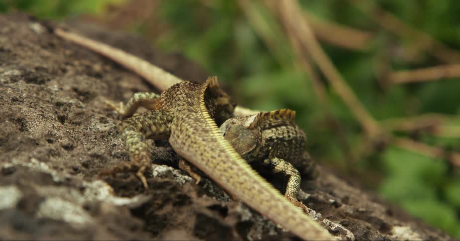 Two small lizards biting each other in a fight on top of the rock