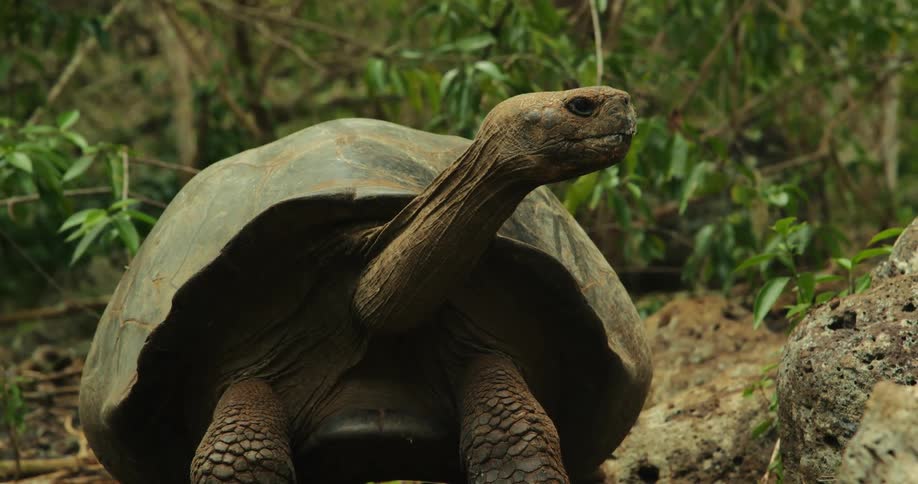 A turtle walks over to a pile of rocks