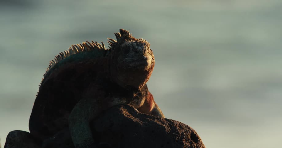 An iguana on a rock near the sea as waves crashes behind it