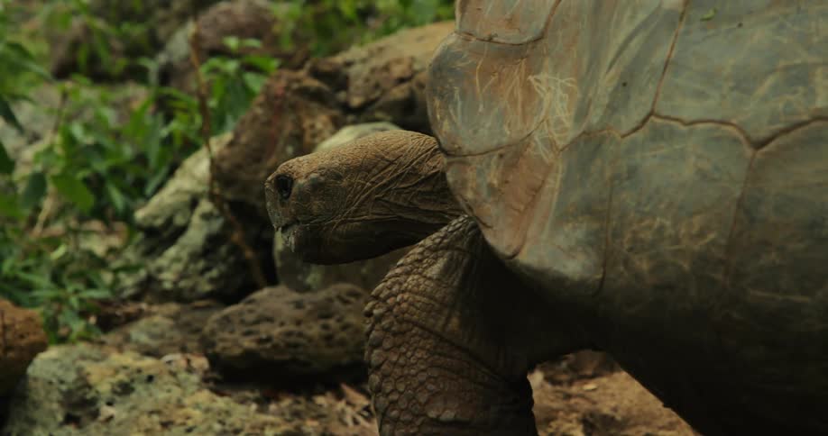 A galapagos giant tortoise walking slowly through its natural habitat