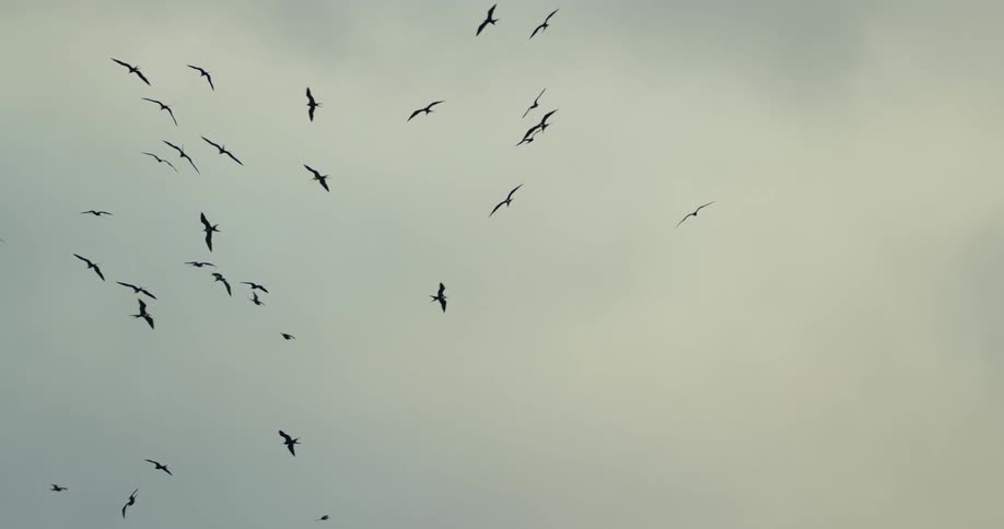 A flock of birds circling in the sky