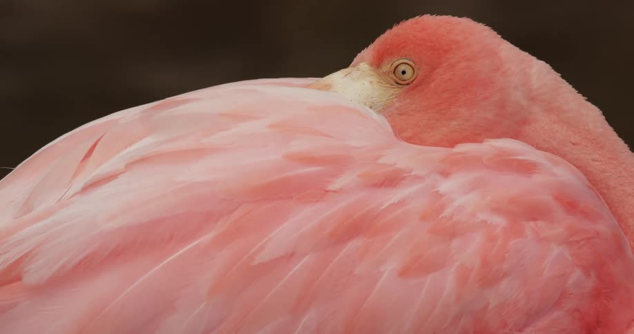 A pink flamingo with its beak between its wings