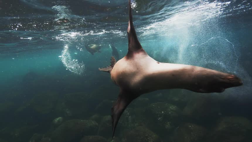 Sea lion swimming through the sea