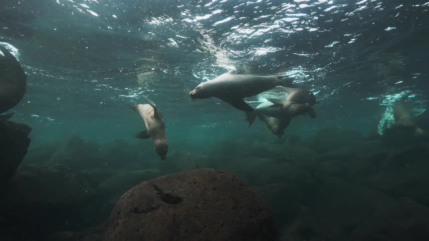 Seals swim together underwater