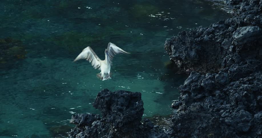 A pelican soars above the sea and perches on a rock