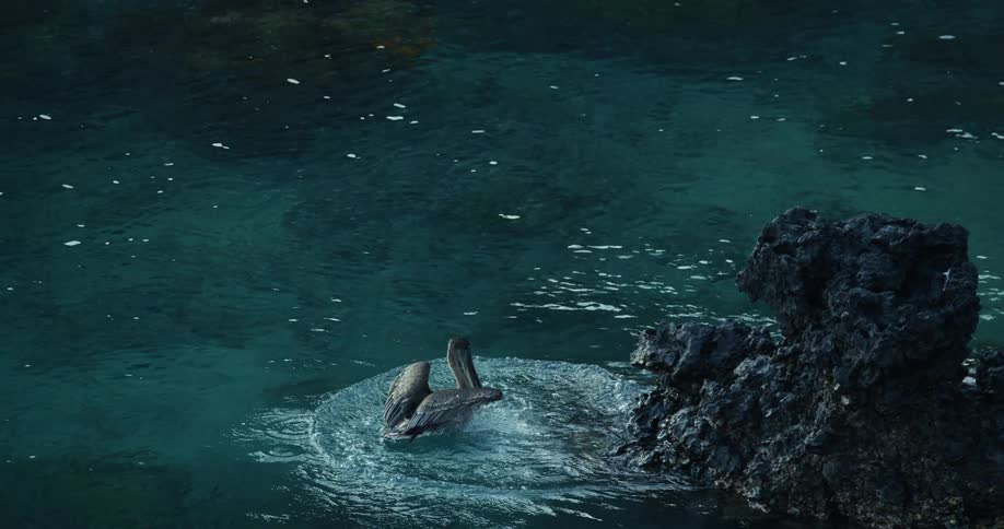 Pelican jumping from a rock towards a blue lake
