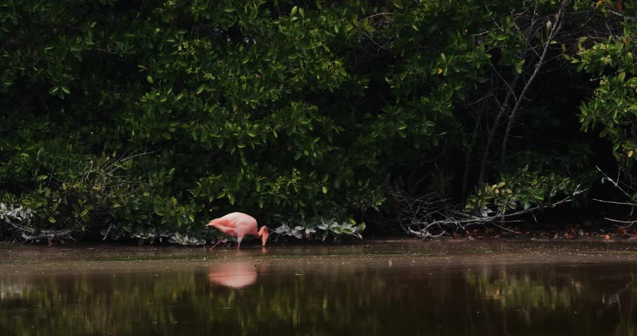 Flamingo hunting in a lake at the edge of a forest