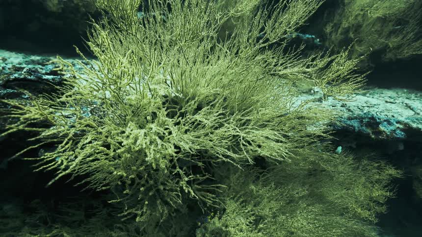 The plant is floating underwater
