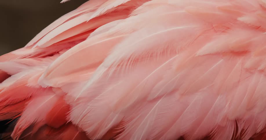 A pink flamingo grooming itself