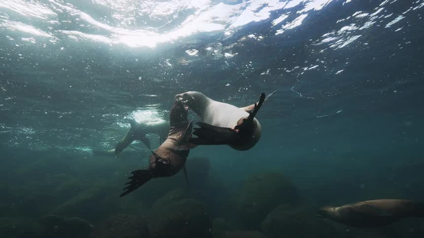 Sea lions swimming above rocks in the middle of the sea