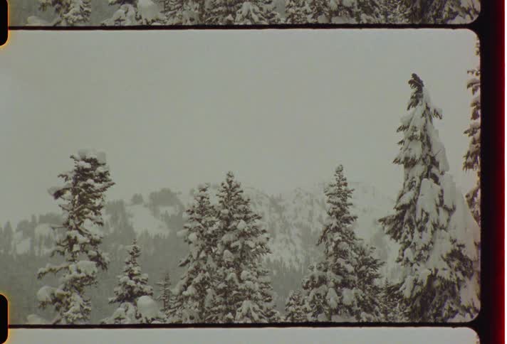 Haze partially obscures ice crusted conifer forest during winter